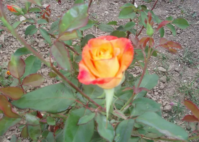 Apartamento Stars Laganas