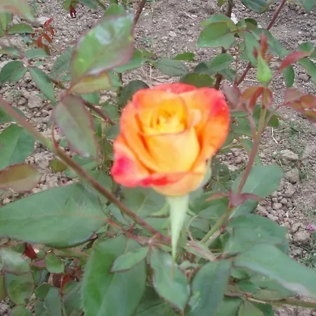 Apartament Stars Laganas