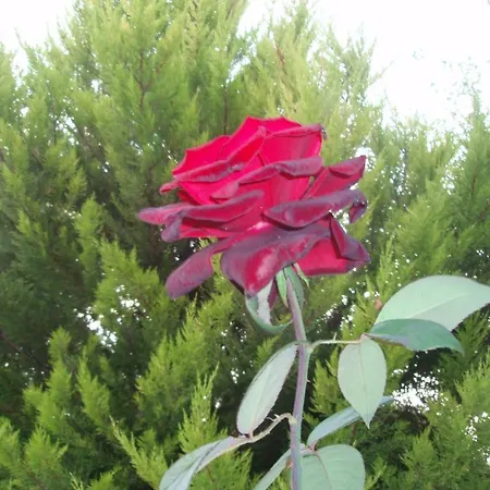 Apartmán Stars Laganas